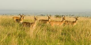 National Chambal Sanctuary1