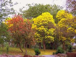 Nehru Park Garden
