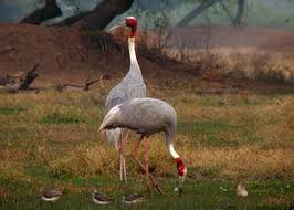 Bharatpur Sanctuary Birds